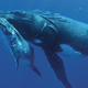Illustration for article titled These beautiful portraits of whales will make you weep at the wonder of the universe (no, really)